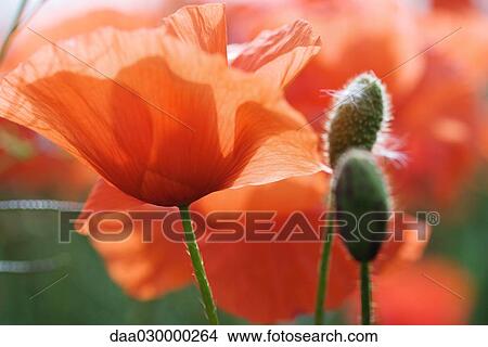 Red poppies, close-up View Large Photo Image Picture - Red poppies, close-up. Fotosearch