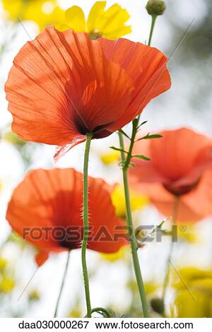Red poppies growing, low angle view View Large Photo Image Stock Photo - Red poppies growing, low angle view. Fotosearch