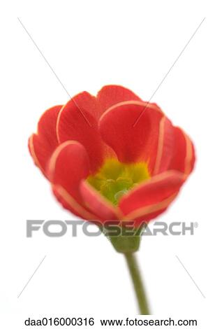 Red primrose flower, close-up View Large Photo Image Stock Photograph - Red primrose flower, close-up. Fotosearch