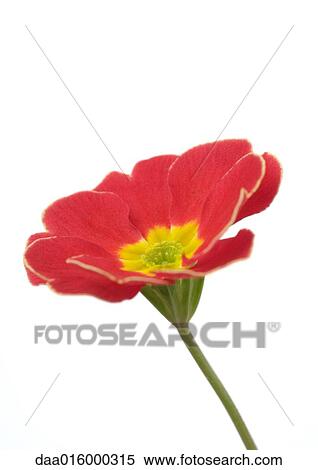 Red primrose flower, close-up View Large Photo Image Stock Photography - Red primrose flower, close-up. Fotosearch