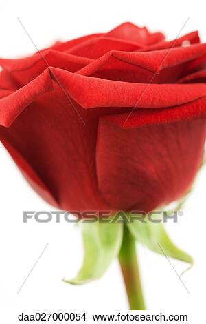 Picture - Red rose, close-up, side view. Fotosearch