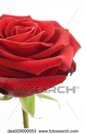 Stock Image - Red rose, close-up. Fotosearch