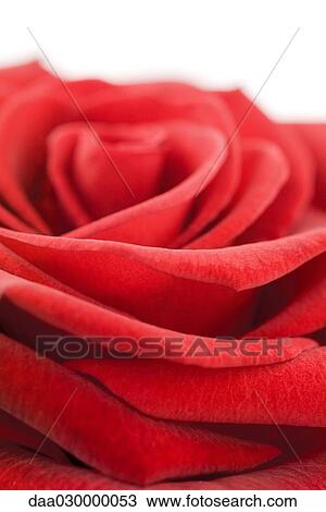 Stock Image - Red rose, close-up. Fotosearch