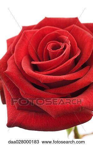 Stock Image - Red rose. Fotosearch