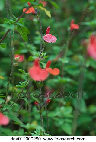 Red salvia View Large Photo Image Stock Image - Red salvia. Fotosearch