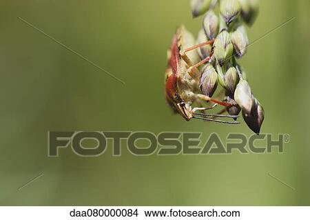 Picture - Red Shield bug (Carpocoris mediterraneus) nymph crawling on plant. Fotosearch