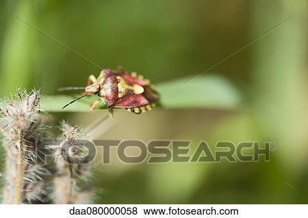 Red Shield bug (carpocoris mediterraneus) nymph crawling on blade of grass View Large Photo Image Stock Photo - Red Shield bug (carpocoris mediterraneus) nymph crawling on blade of grass. Fotosearch