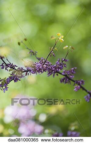 Redbud tree branch in full bloom View Large Photo Image Stock Photography - Redbud tree branch in full bloom. Fotosearch