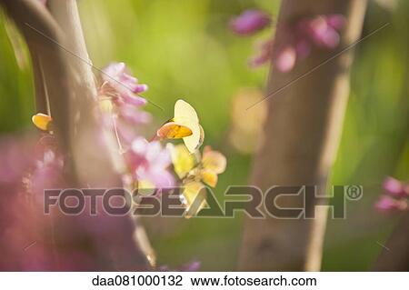 Stock Image - Redbud tree branches, close-up. Fotosearch