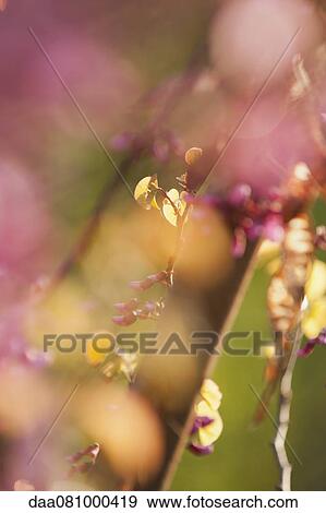 Redbud tree branches, close-up View Large Photo Image Stock Photo - Redbud tree branches, close-up. Fotosearch