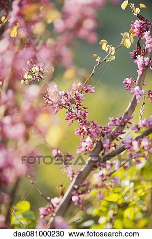 Redbud tree branches in full bloom View Large Photo Image Stock Image - Redbud tree branches in full bloom. Fotosearch