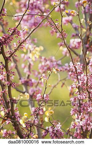 Redbud tree branches in full bloom View Large Photo Image Stock Photograph - Redbud tree branches in full bloom. Fotosearch