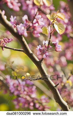 Redbud tree branches in full bloom View Large Photo Image Stock Photograph - Redbud tree branches in full bloom. Fotosearch