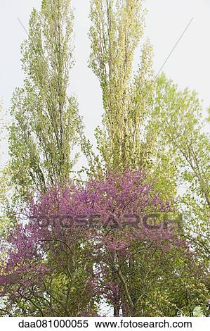 Redbud tree in bloom View Large Photo Image Stock Photography - Redbud tree in bloom. Fotosearch
