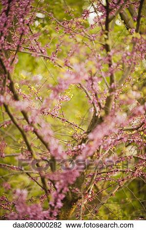 Redbud tree in full floom View Large Photo Image Stock Image - Redbud tree in full floom. Fotosearch