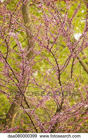 Stock Photo - Redbud tree in full floom. Fotosearch
