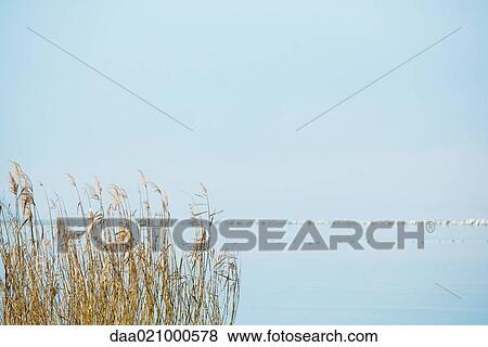 Stock Photo - Reeds and lake. Fotosearch