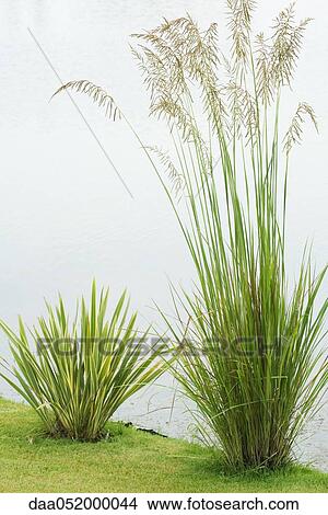 Picture - Reeds growing at edge of water. Fotosearch