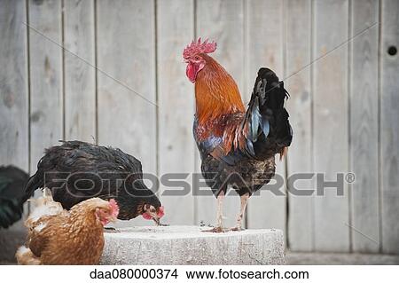 Rooster and hens View Large Photo Image Picture - Rooster and hens. Fotosearch