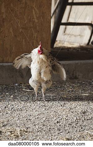 Rooster flapping its wings View Large Photo Image Stock Photography - Rooster flapping its wings. Fotosearch