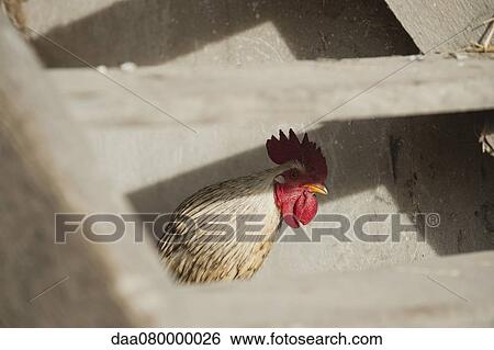 Rooster peeking at camera through steps in henhouse View Large Photo Image Stock Photograph - Rooster peeking at camera through steps in henhouse. Fotosearch