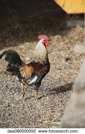 Rooster, side view View Large Photo Image Stock Image - Rooster, side view. Fotosearch