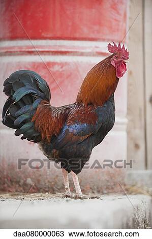 Stock Image - Rooster, side view. Fotosearch