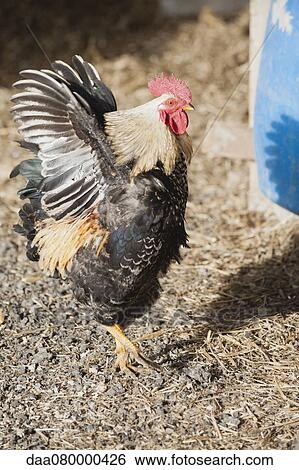 Stock Photograph - Rooster, side view. Fotosearch