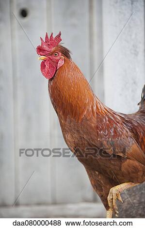 Rooster standing on one leg View Large Photo Image Stock Photo - Rooster standing on one leg. Fotosearch