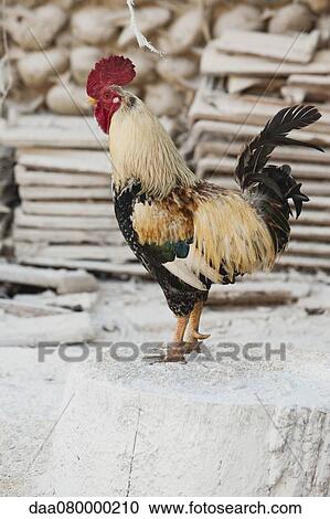 Stock Image - Rooster. Fotosearch