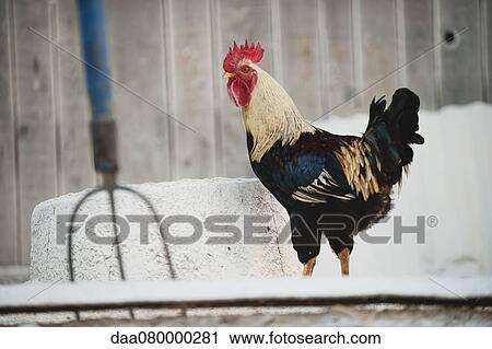 Rooster View Large Photo Image Stock Image - Rooster. Fotosearch