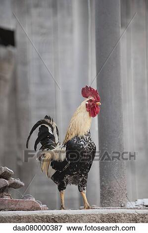 Rooster View Large Photo Image Stock Photo - Rooster. Fotosearch