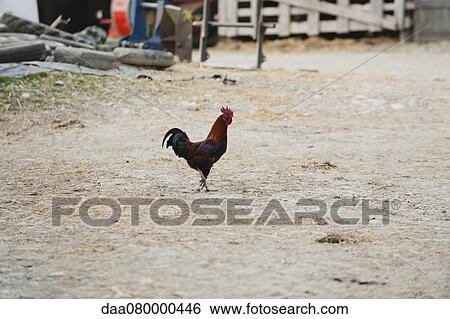 Rooster walking in farmyard View Large Photo Image Stock Photograph - Rooster walking in farmyard. Fotosearch