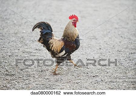Rooster walking on gravel View Large Photo Image Stock Image - Rooster walking on gravel. Fotosearch