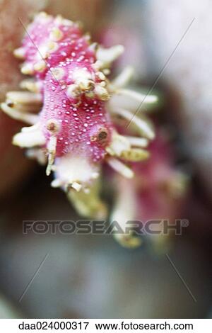 Root, close-up, abstract view View Large Photo Image Stock Photo - Root, close-up, abstract view. Fotosearch