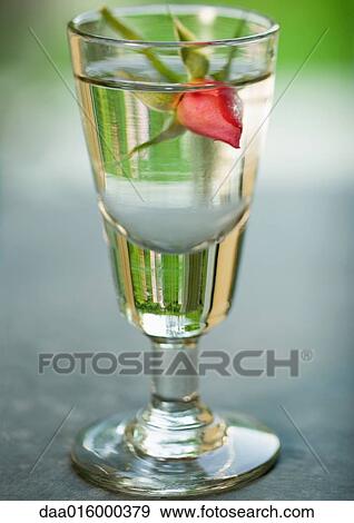 Stock Photo - Rose bud in glass of water. Fotosearch