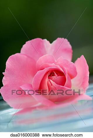 Rose in dish View Large Photo Image Stock Photo - Rose in dish. Fotosearch