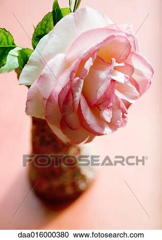 Rose in vase View Large Photo Image Stock Image - Rose in vase. Fotosearch