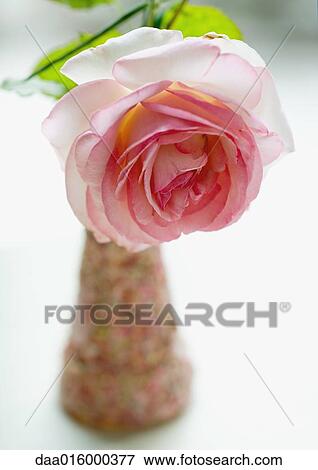 Rose in vase View Large Photo Image Stock Photo - Rose in vase. Fotosearch