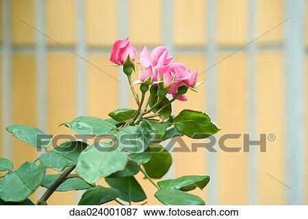 Stock Photo - Rose. Fotosearch