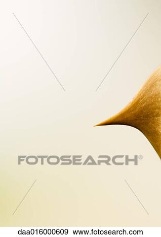 Rose thorn View Large Photo Image Stock Photo - Rose thorn. Fotosearch