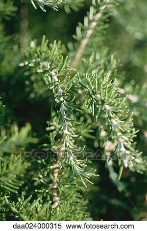 Rosemary plant, close-up, full frame View Large Photo Image Stock Photography - Rosemary plant, close-up, full frame. Fotosearch