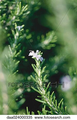 Rosemary plant, close-up View Large Photo Image Stock Photography - Rosemary plant, close-up. Fotosearch