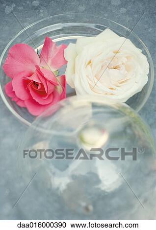 Stock Image - Roses and domed tray. Fotosearch