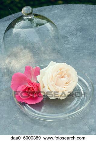 Roses and domed tray View Large Photo Image Stock Photo - Roses and domed tray. Fotosearch