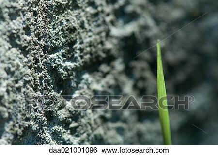Rough grey surface and blade of grass View Large Photo Image Stock Photograph - Rough grey surface and blade of grass. Fotosearch