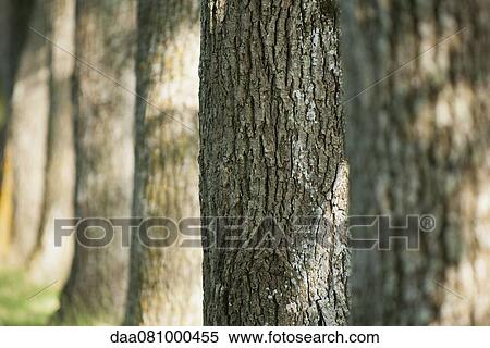 Row of tree trunks View Large Photo Image Stock Photography - Row of tree trunks. Fotosearch