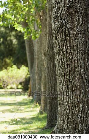 Row of trees View Large Photo Image Stock Image - Row of trees. Fotosearch