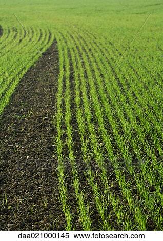 Rows of crops growing, close-up View Large Photo Image Stock Photography - Rows of crops growing, close-up. Fotosearch