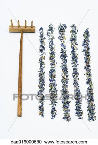 Rows of dried lavender and rake View Large Photo Image Stock Image - Rows of dried lavender and rake. Fotosearch